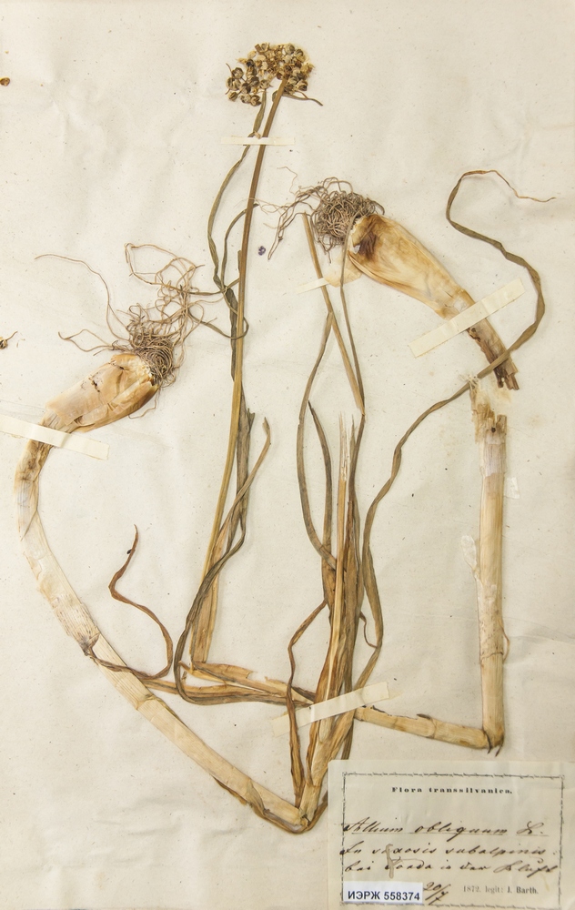 Allium obliquum из сборов венгерского ботаника József Barth, датирован 1872 г.